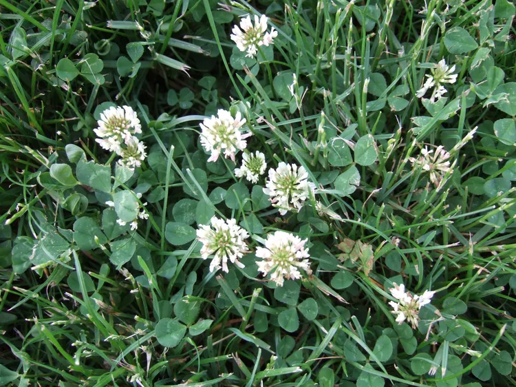 How to Overseed with Clover for a Greener, Lower-Maintenance Lawn