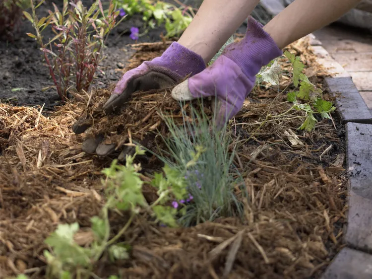 How Much Mulch Do You Really Need? How to Buy the Right Amount Every Time