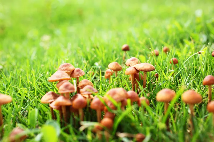 What It Means When Mushrooms Pop Up in Your Lawn (and What to Do About It)