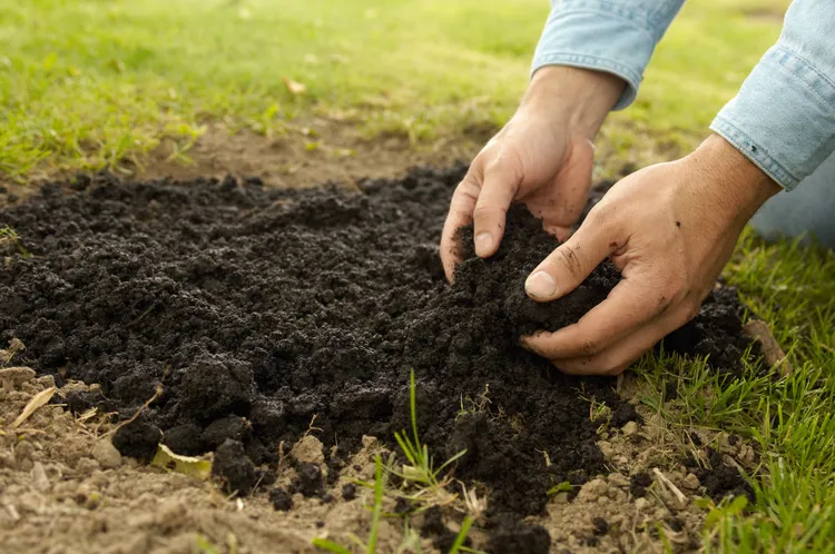 Is Biochar the Secret to Healthier Soil? Here's What Gardeners Need to Know
