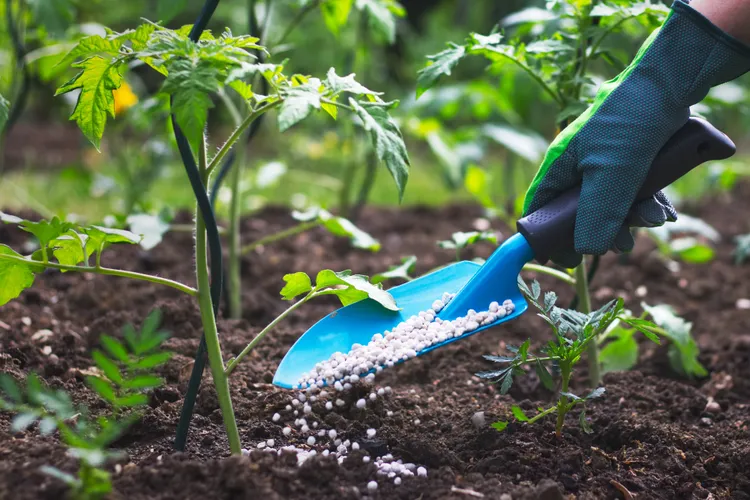 6 Plants to Fertilize This Spring for Stronger Growth (and 4 You Should Skip)