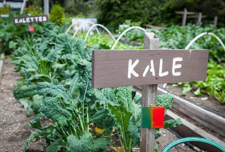 11 Common Spring Gardening Mistakes That Can Set Your Plants Back All Season