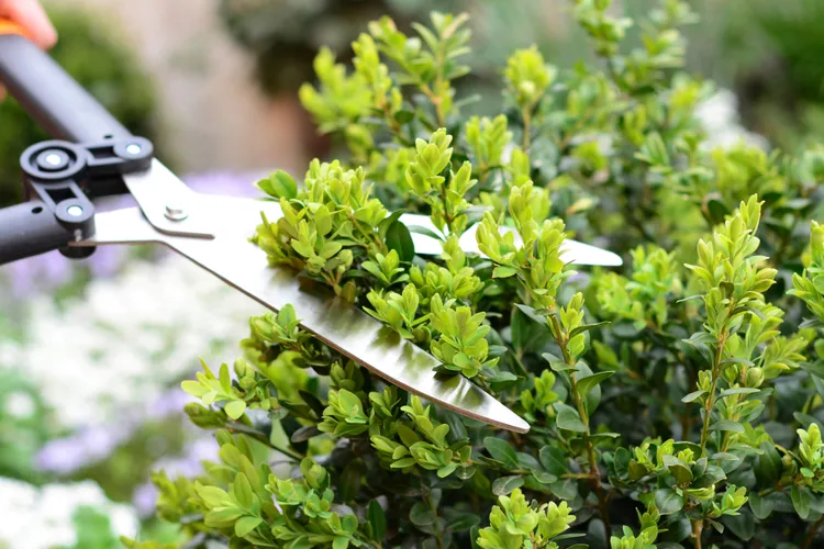 10 Smart Spring Pruning Tips for Healthier Growth in Your Garden