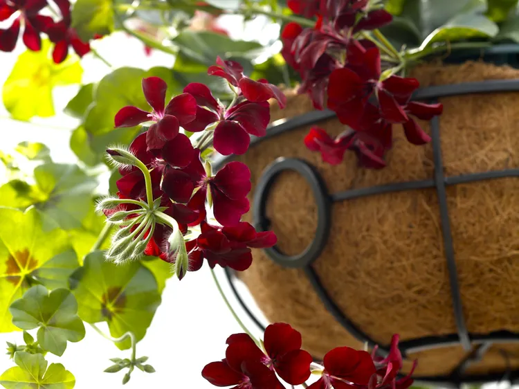 9 Ways to Keep Hanging Baskets from Drying Out Too Quickly This Summer