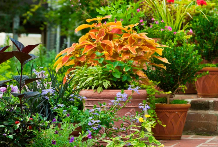 6 Creative Ways to Use Coleus in Containers for Long-Lasting Color