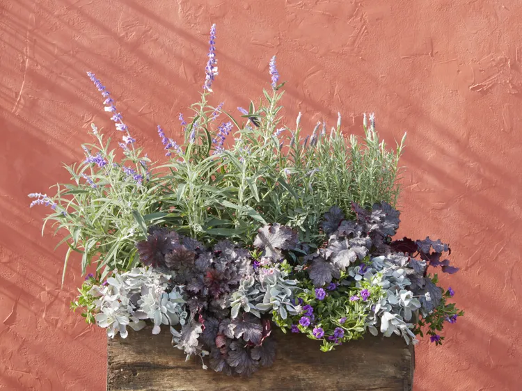 11 Flowering Perennials to Keep Your Patio Pots Colorful Year After Year