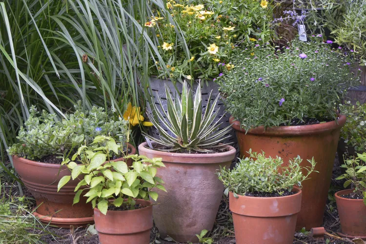 11 Simple Ways to Help Your Container Garden Stay Moist Longer This Summer