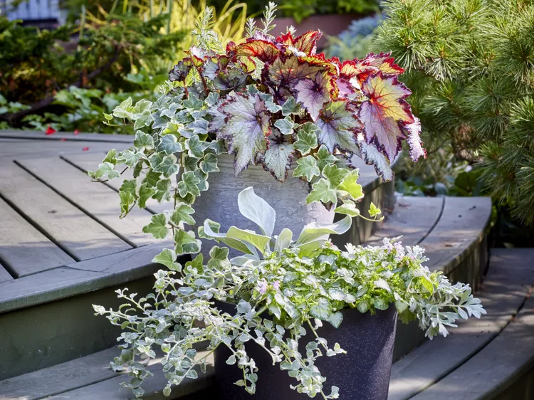 3 Reasons Your Newly Potted Plants Are Wilting (Plus How to Fix the Problem Fast)