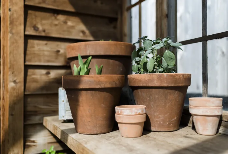 How to Choose the Right Size Pot for Your Plants Every Time