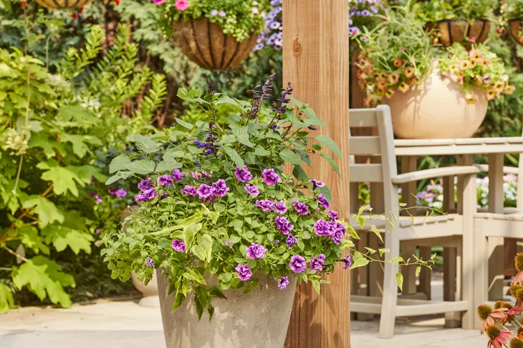 7 Must-Have Container Flowers for Nonstop Color, According to the BHG Test Garden
