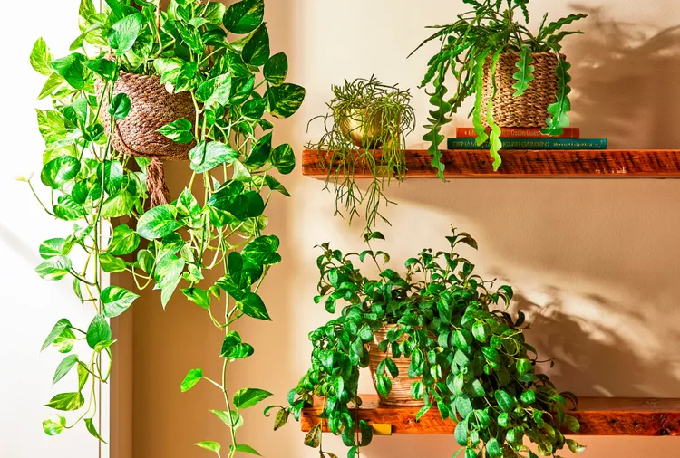 8 Gorgeous Ways to Decorate with Trailing Plants Indoors and Out