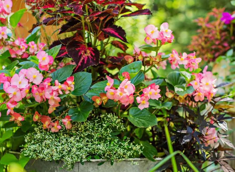 12 Container Plants You Should Protect When Frost Threatens So They Last Longer