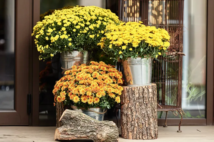 Here's Why You Should Soak Your Fall Mums in a Bucket of Water ASAP