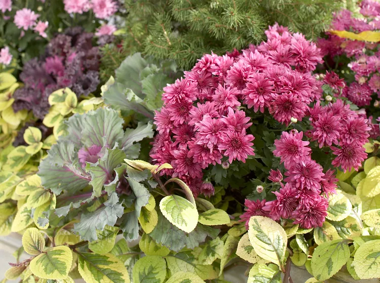 15 Fall Flowers That Thrive in Pots and Will Flourish Until Frost