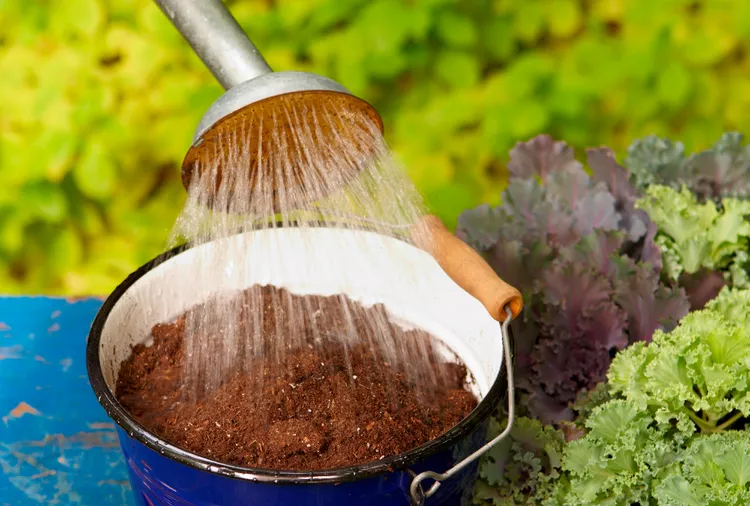 How to Revive Dried-Out Potting Soil So It Absorbs Water Again