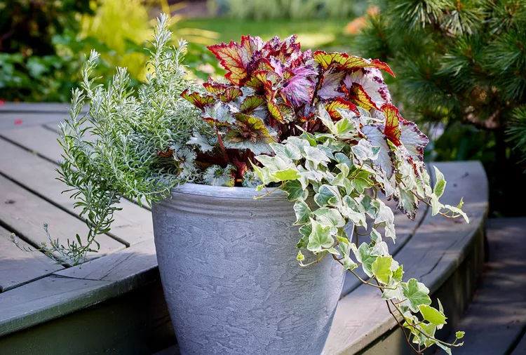 5 Easy Container Ideas for Silver Plants to Make Your Garden Shine