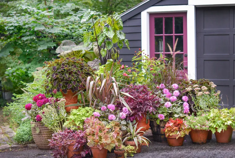 6 Clever Ways to Transform Your Garden with Potted Plants