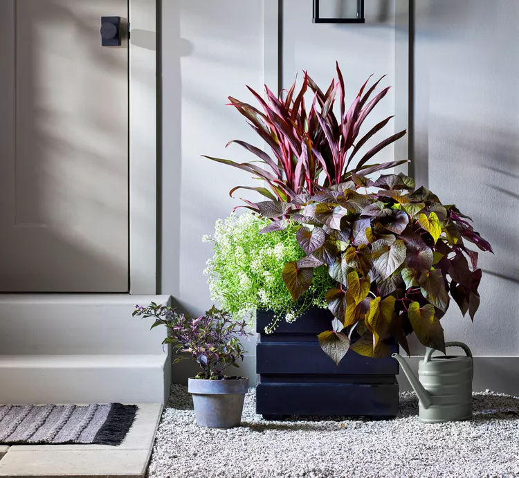 Create a Moody Container Garden for Fall with These Dark Plant Combos