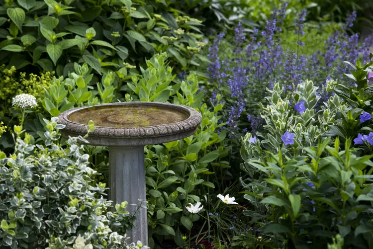 Want a Busier Bird Bath? Here’s the Best Place to Put It, According to Experts