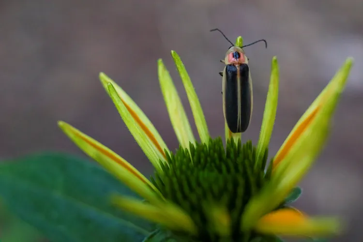10 Native Plants That Will Attract More Fireflies to Your Yard This Summer