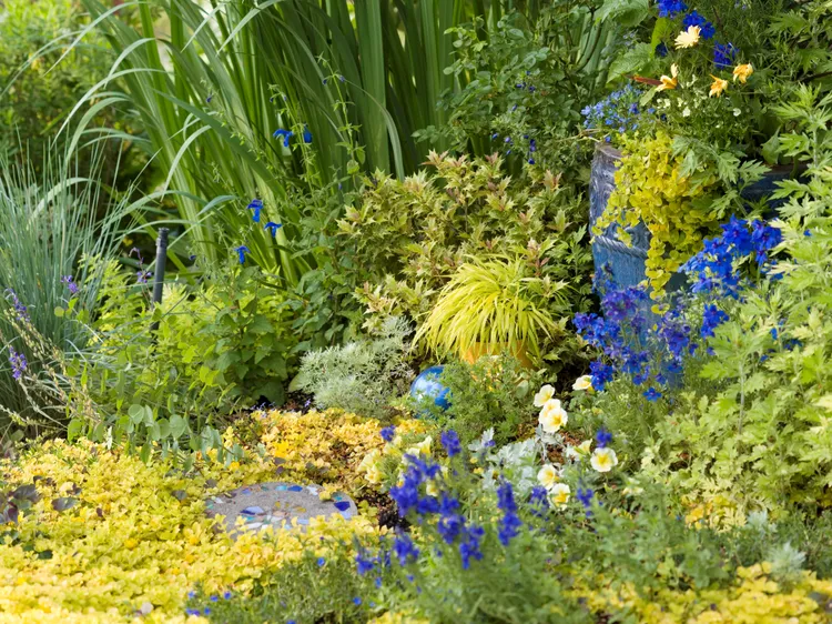 9 Plants with Golden Leaves That Will Instantly Brighten Up Your Garden