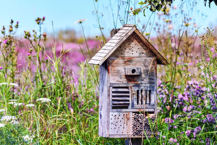 10 Tips for Installing a Bee House Correctly to Boost Pollinators in Your Yard
