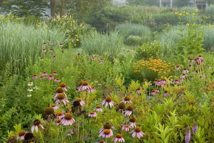 5 Smart Plant Picks for Creating a Beautiful, Low-Maintenance Mini Meadow