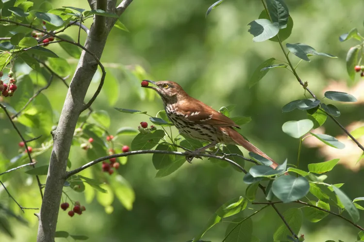 25 Native Plants That Will Bring More Birds to Your Yard