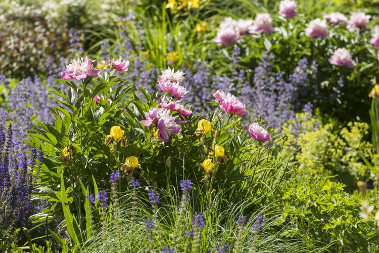 5 Garden Plants That Instantly Add Positive Energy to Your Outdoor Space