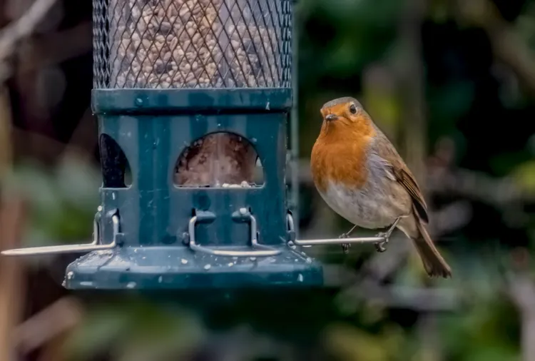 How to Attract Robins to Your Yard and Keep Them Around All Year