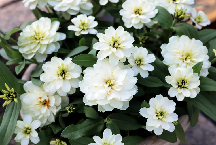 These 8 Plants Just Won a Major Award—Here's Why You Should Grow Them This Year