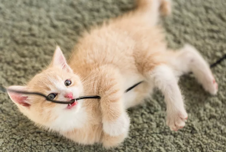 6 Things You Should Always Unplug Right Away If You Have Pets