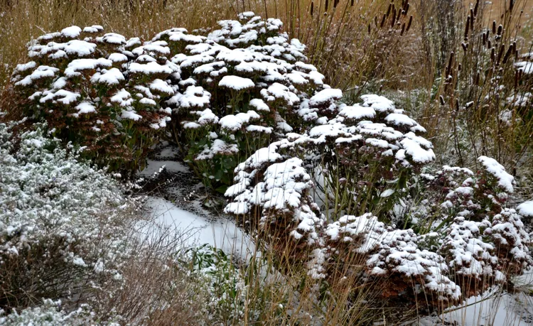 7 Perennials That Will Brighten Up Your Winter Garden with Color and Texture