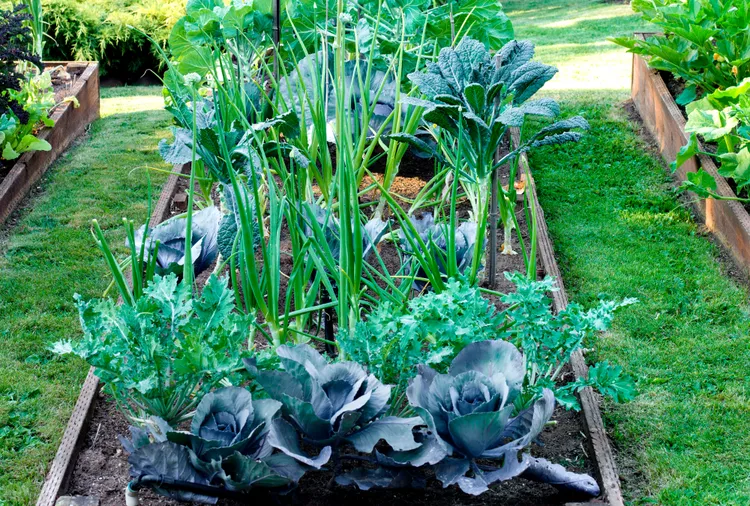 It’s Not Too Early to Plan Your Next Vegetable Garden—Here’s What to Do Now
