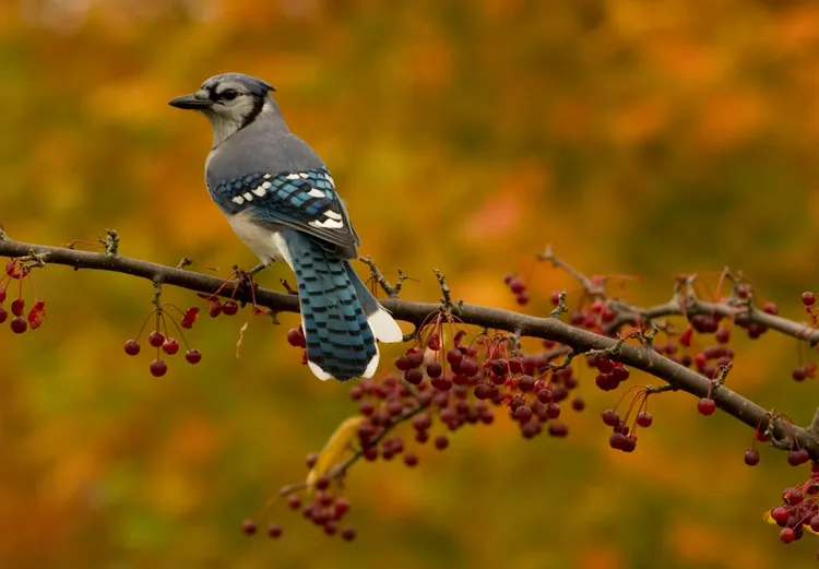 12 Bird-Friendly Plants to Grow for a Livelier Winter Garden