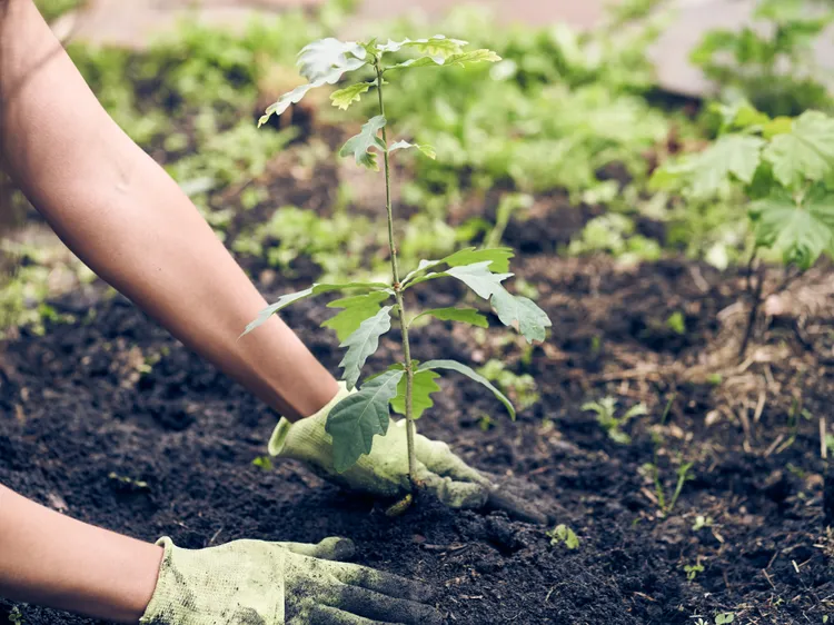 9 Things to Know Before Planting an Oak Tree in Your Yard for Long-Term Success