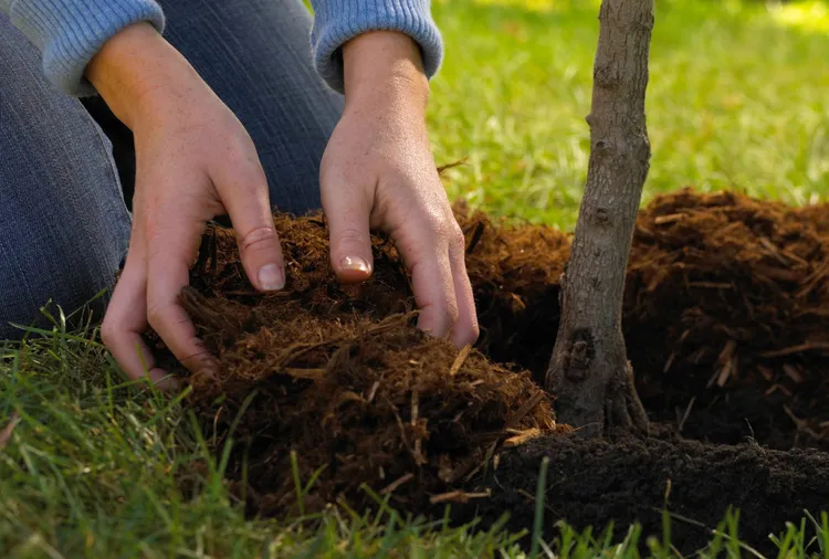 The Mulching Mistake Arborists Want You to Stop Making Around Trees