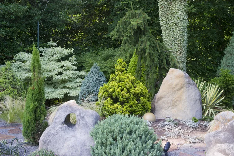 5 Space-Saving Evergreen Trees Perfect for Small Yards