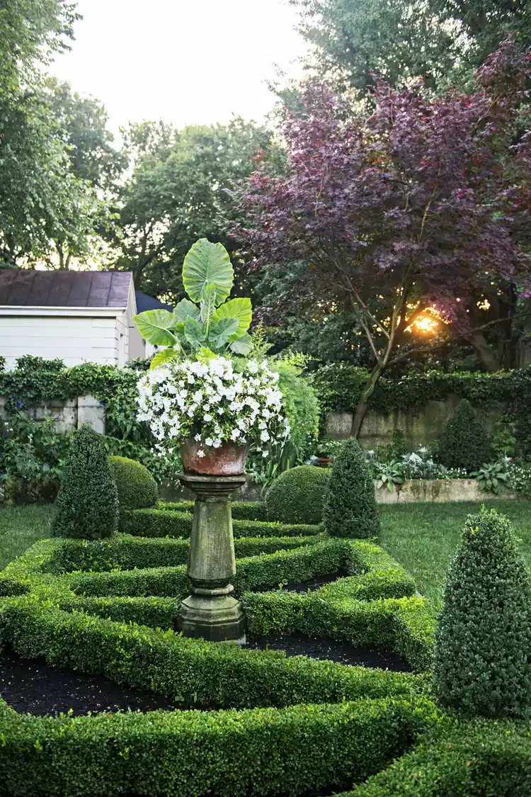 How to Grow Boxwood Like a Pro and Use It to Shape a Stunning Garden