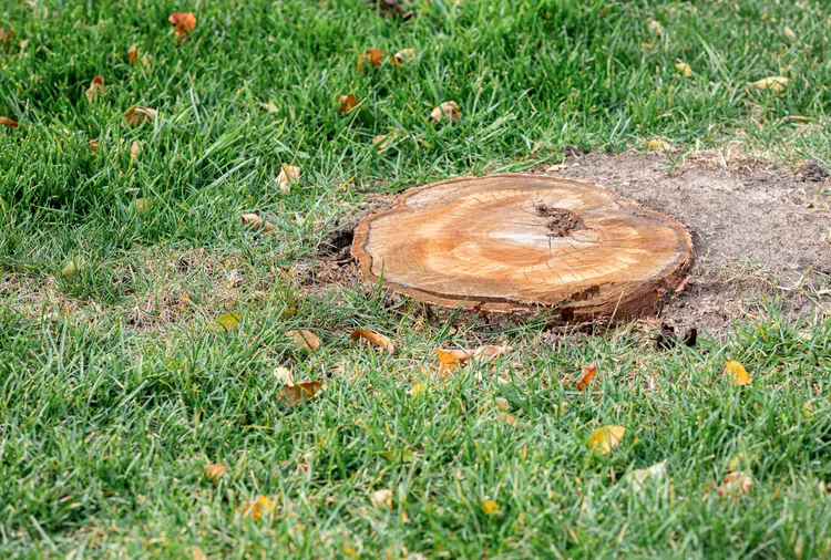 5 Safe and Effective Ways to Remove a Tree Stump From Your Yard