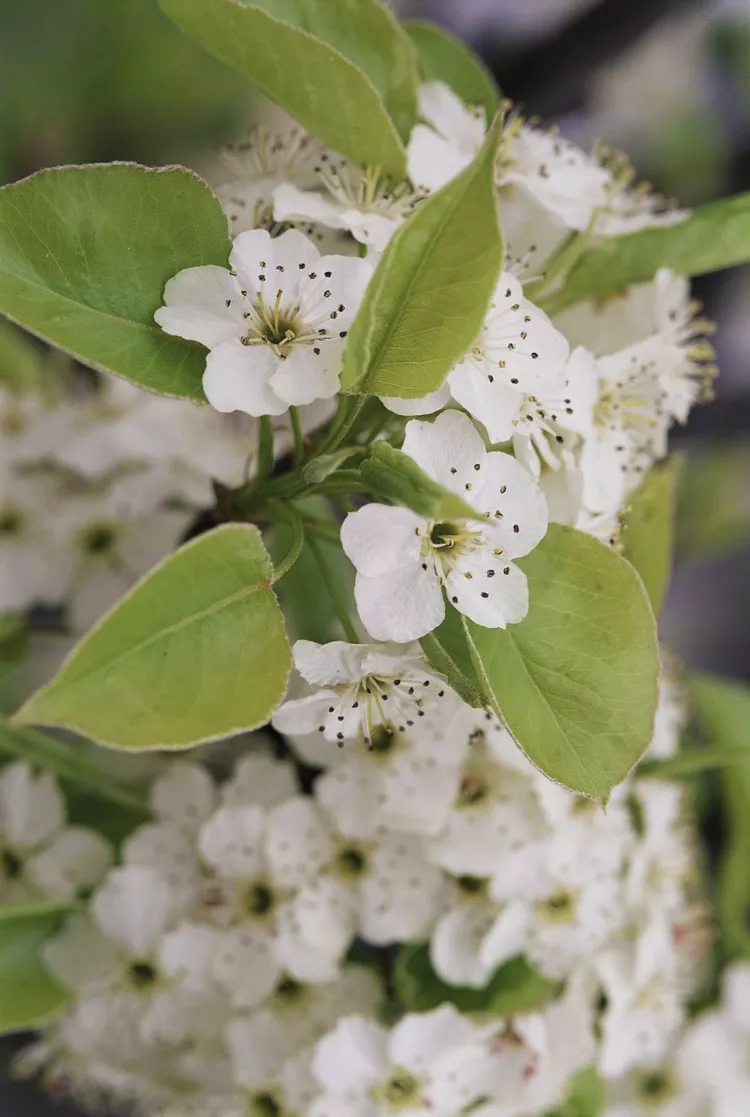 9 of the Worst Trees to Plant in Your Yard (and What to Plant Instead)