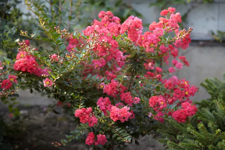 5 Must-Know Tips for Pruning Crape Myrtles So They Bloom Even More