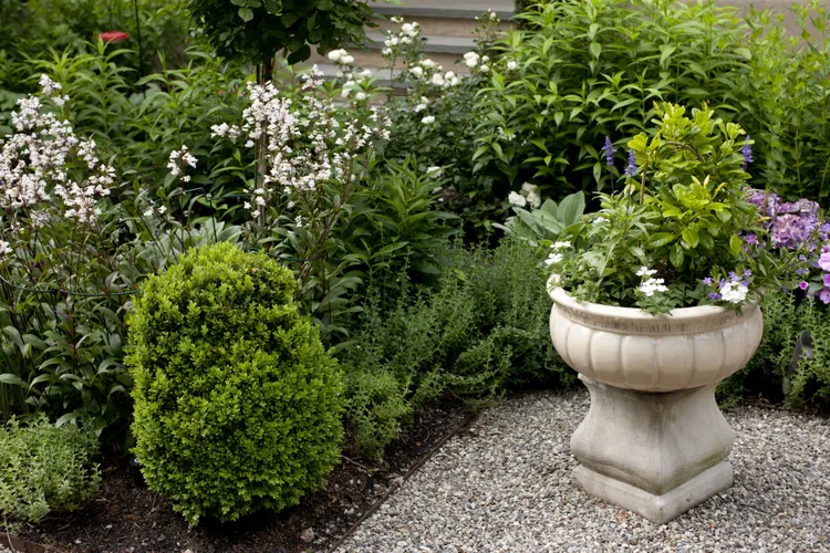 11 Boxwood Alternatives That Elevate Any Landscape