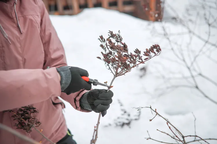 5 Trees and Shrubs You Should Never Prune in Winter