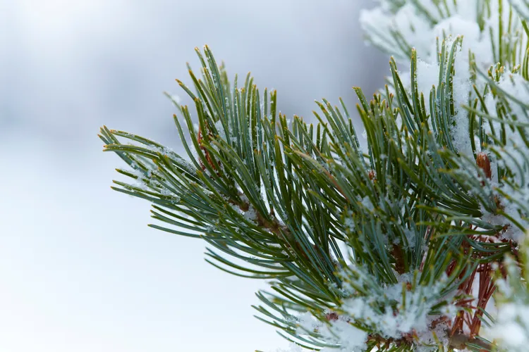 The Right Way to Handle Snow and Ice on Trees and Shrubs This Winter