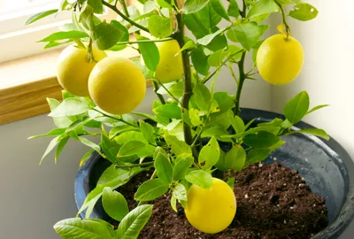Here's How to Grow a Lemon Tree from a Seed in Just 5 Easy Steps