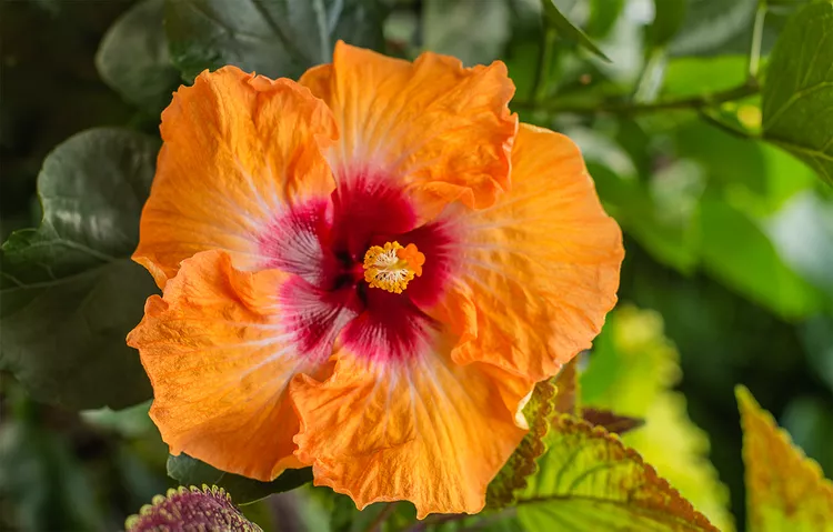Keep Your Hibiscus Healthy With These 9 Pruning Tips
