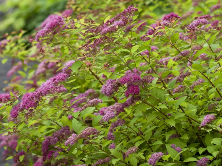 11 Shrubs That Will Bloom More Beautifully If You Prune Them in Winter