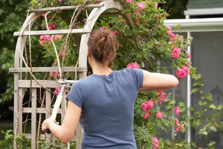 The Best Time to Cut Back Vines to Boost Flowering and Healthy Growth