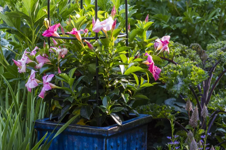 9 Simple Steps for Overwintering a Mandevilla Vine So It Blooms Again Next Year